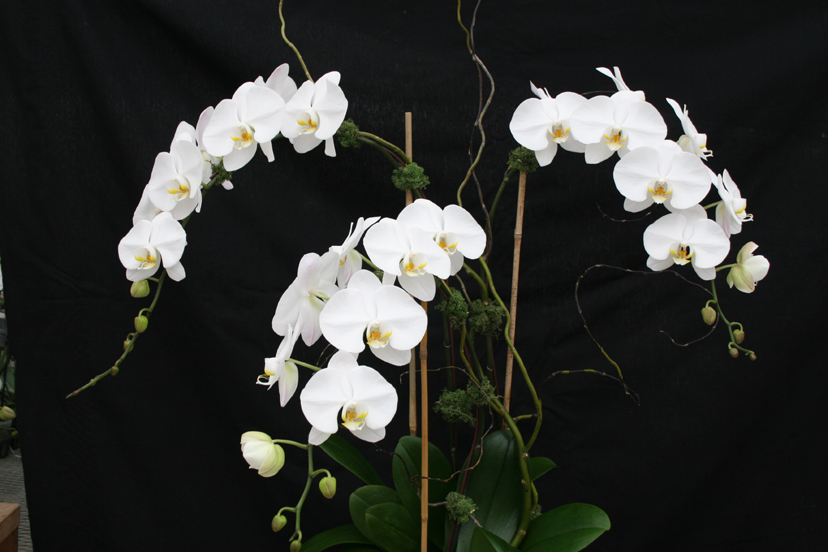 Three white Phalaenopsis