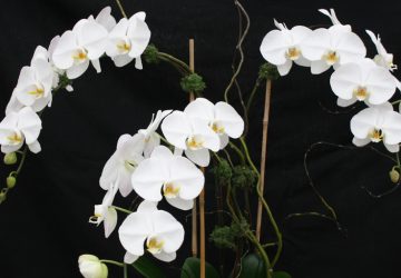 Arrangement of three Phalaenopsis Sogo Yukidian 'V 3' with beautifully shaped, large pristine white flowers.