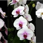 Sprays of three beautiful Phalaenopsis: Everspring Prince, very light pink with purple markings on edges, Mount Lip, white with red lip and a lovely blush at the center of the flower, and Ming Hsin Snow Angel '# 2', large pristine white flowers.