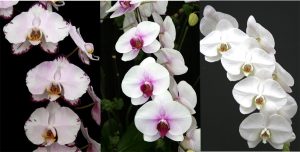 Sprays of three beautiful Phalaenopsis: Everspring Prince, very light pink with purple markings on edges, Mount Lip, white with red lip and a lovely blush at the center of the flower, and Ming Hsin Snow Angel '# 2', large pristine white flowers.