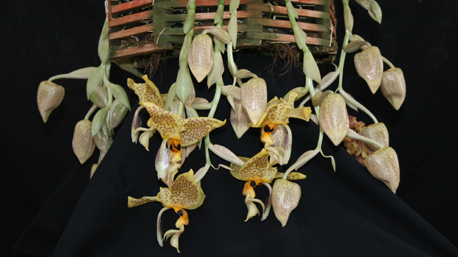 View of the inflorescence of a large Stanhopea tigrina 'Glory of Mexico' showing five sprays of hanging cream flowers heavily spotted red-brown. Flowers have a delicious chocolate-mint scent.