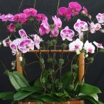 Basket arrangement of 7 mixed colors Phalaenopsis orchids: solid purple, lavender, white with heavy purple blotches, purple with white center and white with red lip.