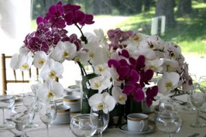 A gorgeous table arrangement of nine mixed colors Phalaenopsis flower stems for a wedding: pure white, white with spots, pink with stripes, solid purple and purple with spots.