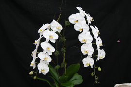 An elegant arrangement of two Phalaenopsis Sogo Yukidian 'V 3' with it's beautifully cascading large, well shaped, pristine white flowers.