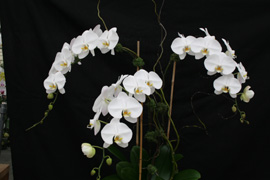 Arrangement of three Phalaenopsis Sogo Yukidian 'V 3' with beautifully shaped, large pristine white flowers.