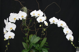 Magnificent arrangement of three Phalaenopsis Sogo Yukidian 'V 3''. The arrangement of these gorgeous, pristine white flowers is artistically enhanced with curly willow, Spanish moss and reindeer moss.
