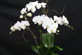 Arrangement of 4 Phalaenopsis Sogo Yukidian 'V 3' with beautifully shaped, large pristine white flowers.