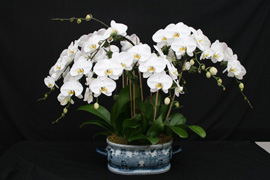 A magnificent arrangement of eight Phalaenopsis Sogo Yukidian 'V 3' with their large, well formed, pristine white flowers. The arrangement is set in an oval, blue patterned China pot.