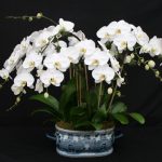 A magnificent arrangement of eight Phalaenopsis Sogo Yukidian 'V 3' with their well presented, large, pristine white flowers. The arrangement is set in an oval, blue patterned China pot.