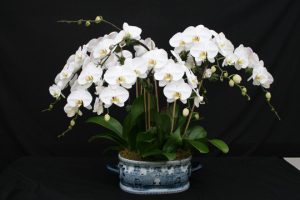 A magnificent arrangement of eight Phalaenopsis Sogo Yukidian 'V 3' with their well presented, large, pristine white flowers. The arrangement is set in an oval, blue patterned China pot.