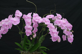 Arrangement of 4 Phalaenopsis Chi Yueh For Peace. Pink flower with red stripes and a large, relatively flat lip.
