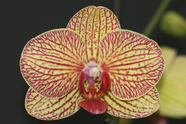 Close-up of Phalaenopsis KV Charmer. The flower is nicely shaped with well defined red stripes on a gold background.