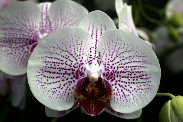 Close-up of Phalaenopsis Fusheng's Mystical Dream. Well shaped flower with well defined French spots on a white background.