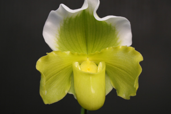 Close-up of the flower of a complex type Paphiopedilum. Large, well formed yellow flower with white edges on the dorsal sepal.