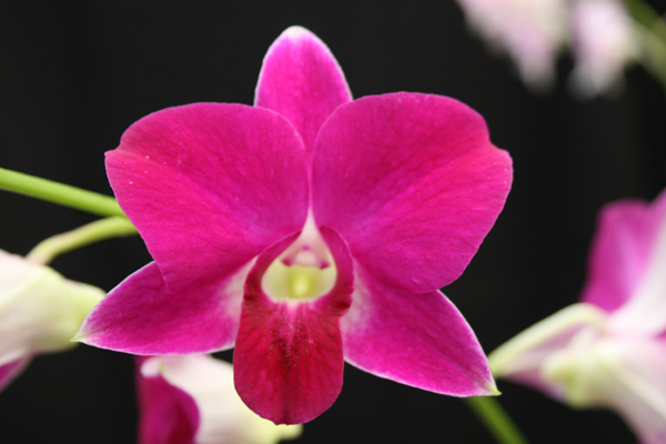 Close-up of a purple Dendrobium orchid flower.