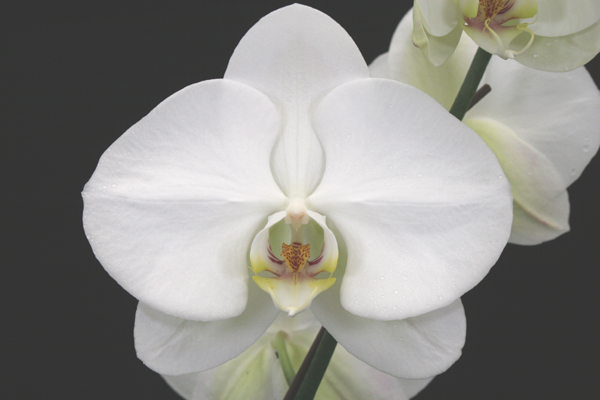 Close-up of the gorgeous, well shaped, large, pristine white flower of Phalaenopsis Sogo Yukidian 'V3'.