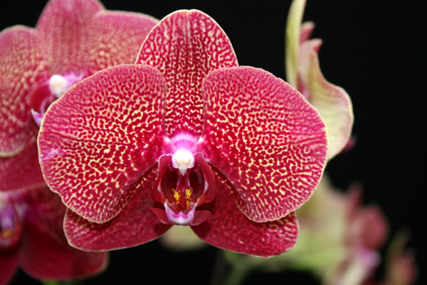 Close-up of a Phalaenopsis Fusheng's Sweet Paradise. Nicely shaped flower with heavy red-purple leopard spots on a yellow background.