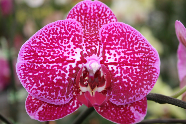 Close-up of a gorgeous Phalaenopsis orchid heavily covered with purple leopard spots on a white background.