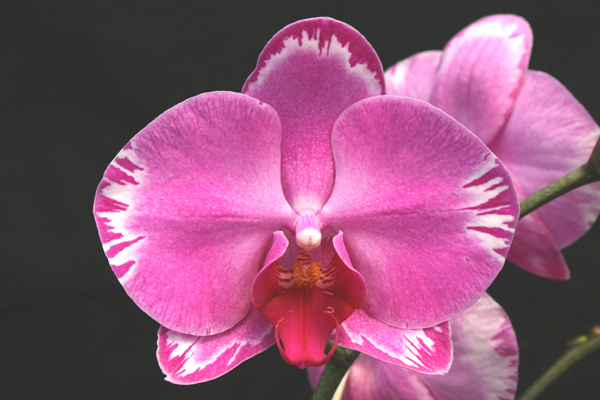 Close-up of Phalaenopsis orchid Taisuco Beauty. Nice shape lavender flower edged with white and purple, darker purple lip.