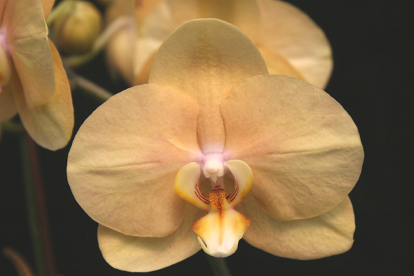 Close-up of Phalaenopsis orchid Jiuhbao Venus. A nicely shaped, light peach flower.
