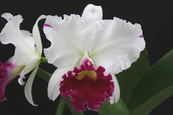 Close-up of Laeliocattleya orchid Chyong Guu Swan 'Ruby lip'. Large, fragrant white flower with dark red lip.