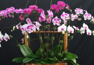 This attractive basket arrangement of 7 Phalaenopsis includes solid purple, solid lavender, lavender with purple blotches, white with purple blotches and white with red lip..