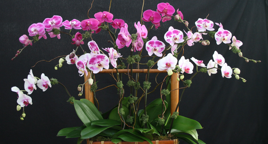 This attractive basket arrangement of 7 Phalaenopsis includes solid purple, solid lavender, lavender with purple blotches, white with purple blotches and white with red lip..