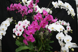 Large arrangement of 9 mixed colors Phalaenopsis: whites, purple and white with red lip.