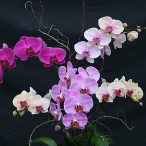 A very attractive arrangement of four Phalaenopsis orchids: a solid purple, a light pink, a lavender-pink with red spots and a gold yellow with red lip.